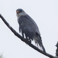 Chinese Sparrowhawk